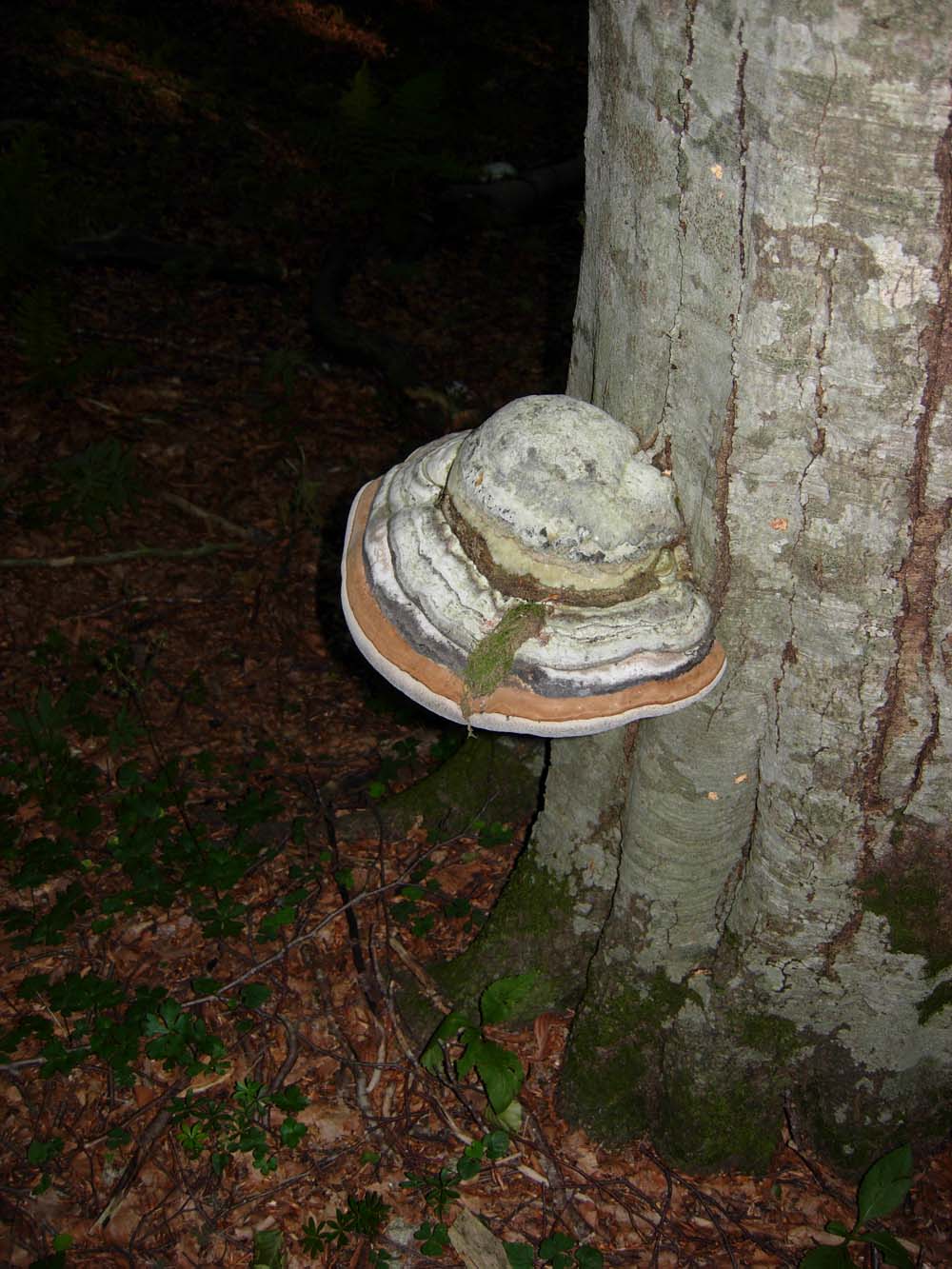 Fomes fomentarius? (Fomes fomentarius)